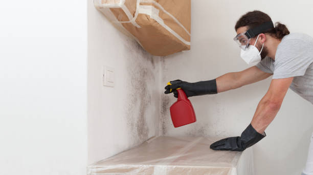 Professional Basement Mold Remediation technician working in Highland Park, PA